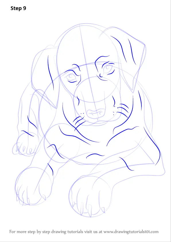 Learn How to Draw Doberman Puppy (Dogs) Step by Step Drawing Tutorials