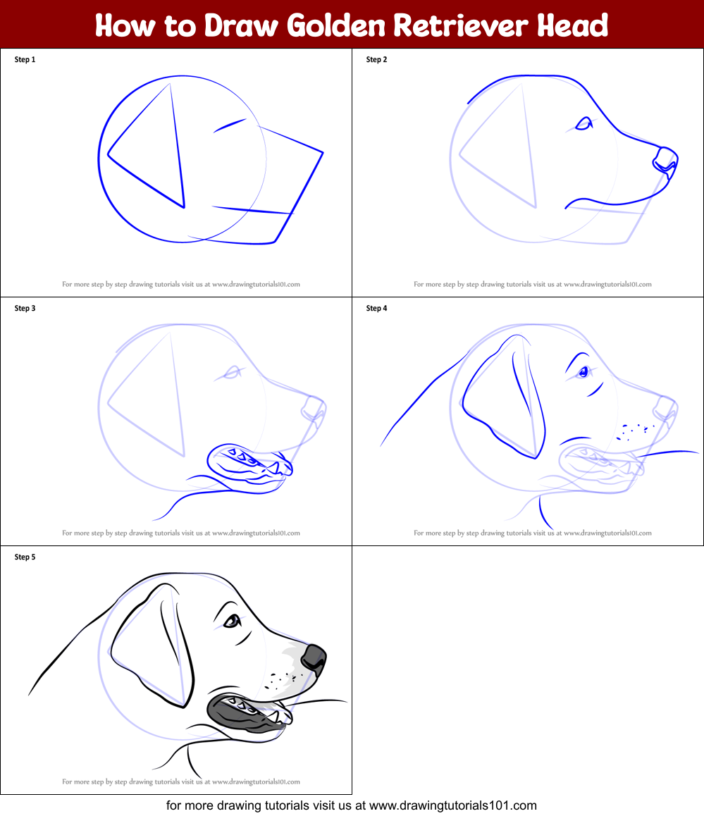 How to Draw Golden Retriever Head printable step by step drawing sheet ...