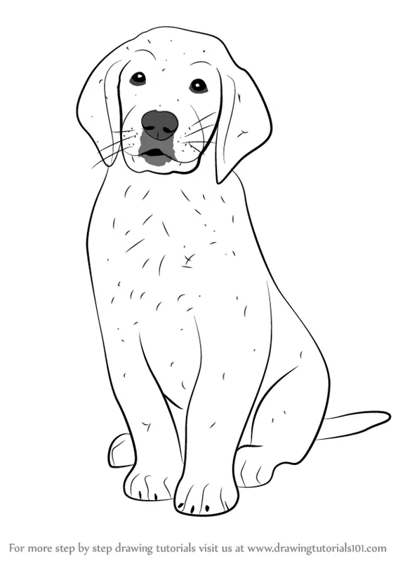 Step by Step How to Draw Golden Retriever Puppy : DrawingTutorials101.com
