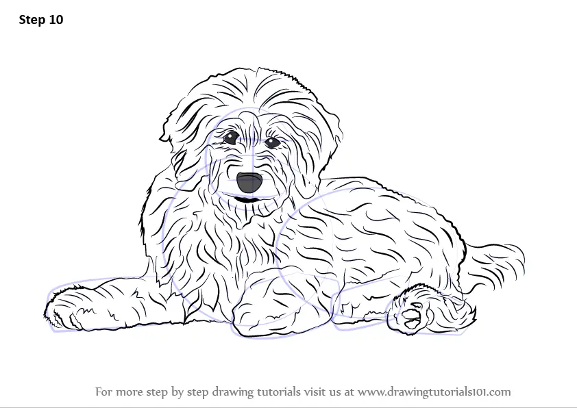 Learn How to Draw a Goldendoodle (Dogs) Step by Step Drawing Tutorials