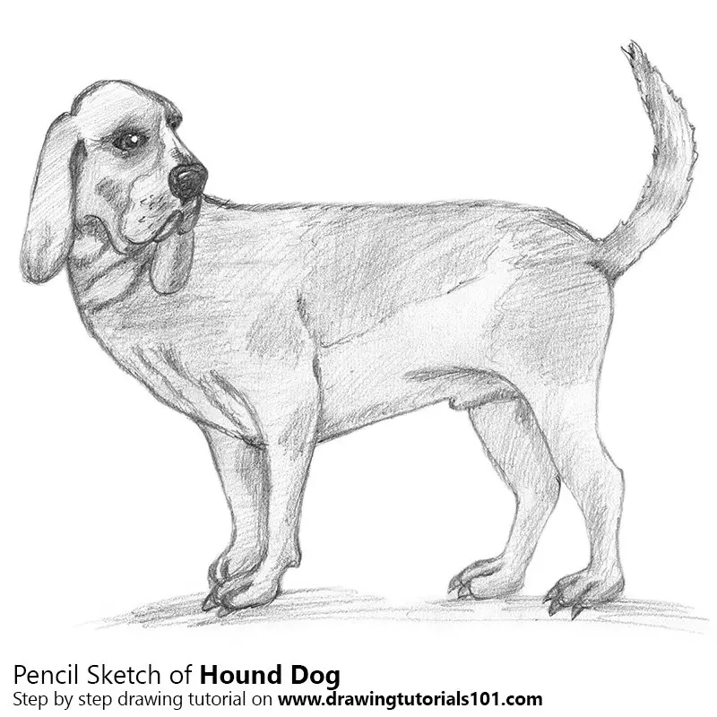 Pencil Sketch of Hound Dog - Pencil Drawing