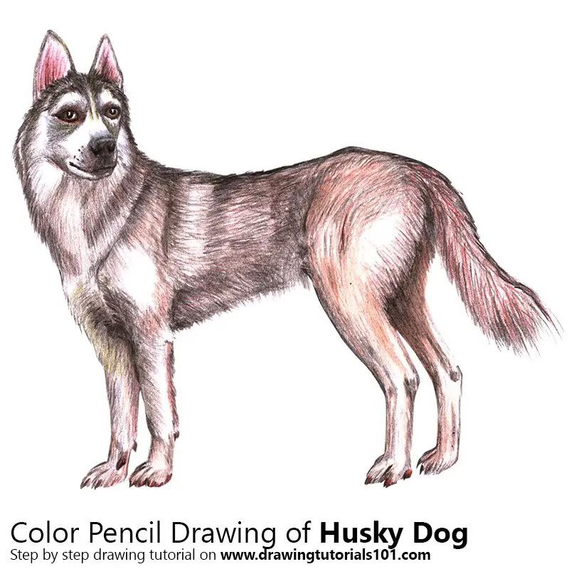 Husky Color Pencil Drawing