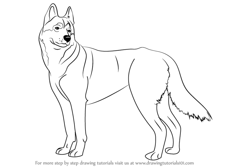 Learn How to Draw a Husky (Dogs) Step by Step Drawing Tutorials