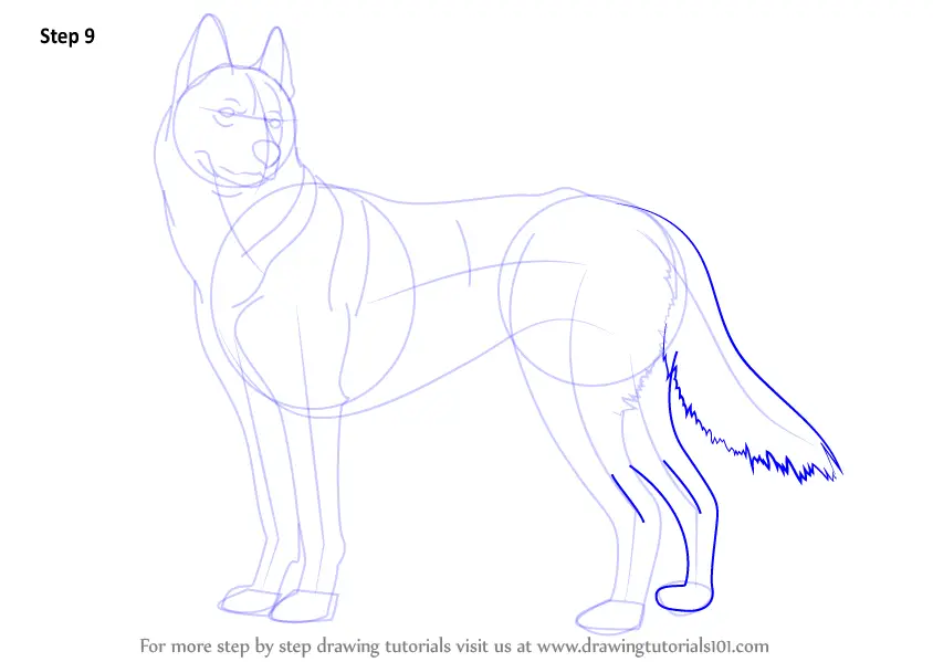 Learn How to Draw a Husky (Dogs) Step by Step : Drawing Tutorials