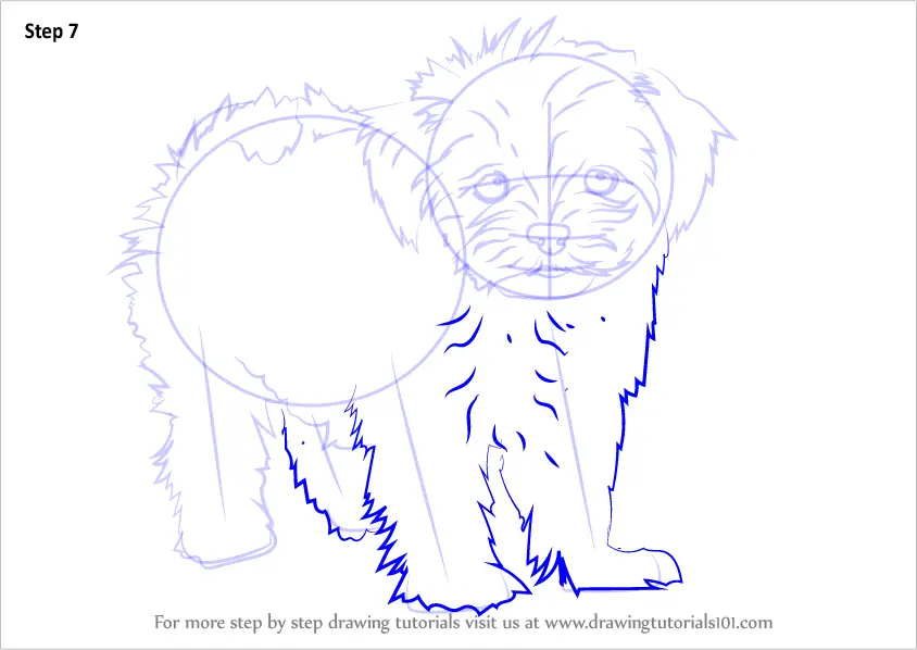 Learn How to Draw a Maltese (Dogs) Step by Step : Drawing Tutorials