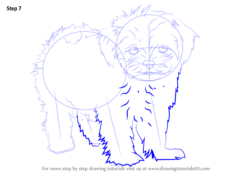 Learn How to Draw a Maltese (Dogs) Step by Step : Drawing Tutorials