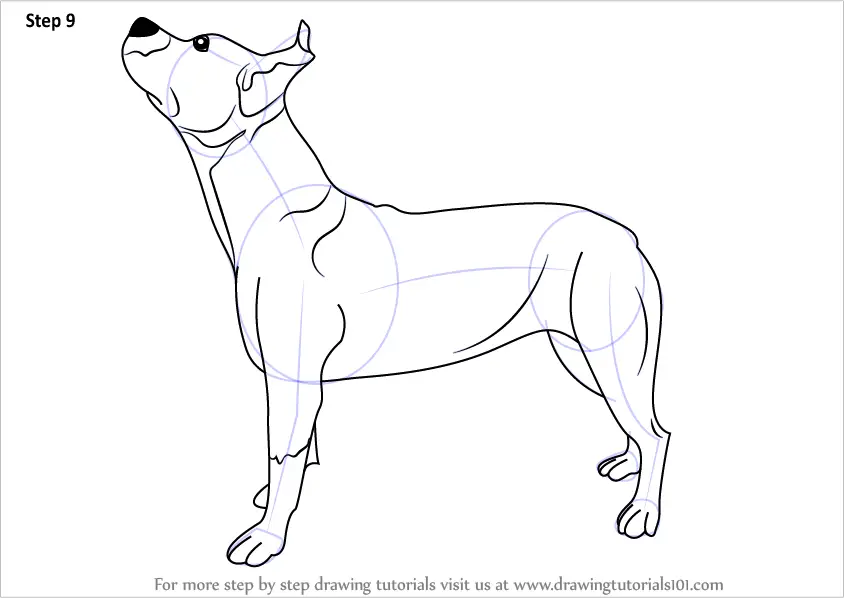 Learn How to Draw a Pit bull Dog (Dogs) Step by Step Drawing Tutorials