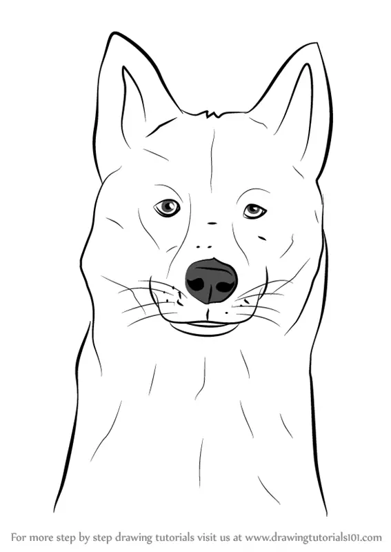 Learn How to Draw a Siberian Husky Dog Head (Dogs) Step by Step