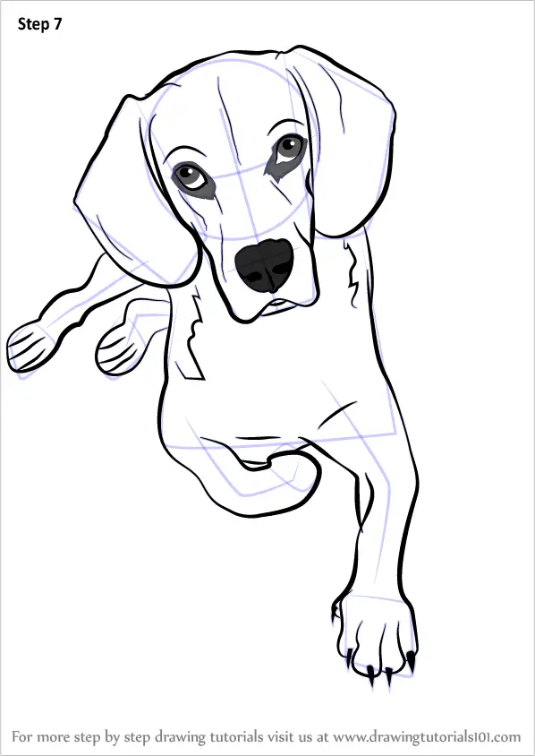 Learn How to Draw a Sitting Dog (Dogs) Step by Step : Drawing Tutorials