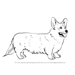 How to Draw a Welsh Corgi