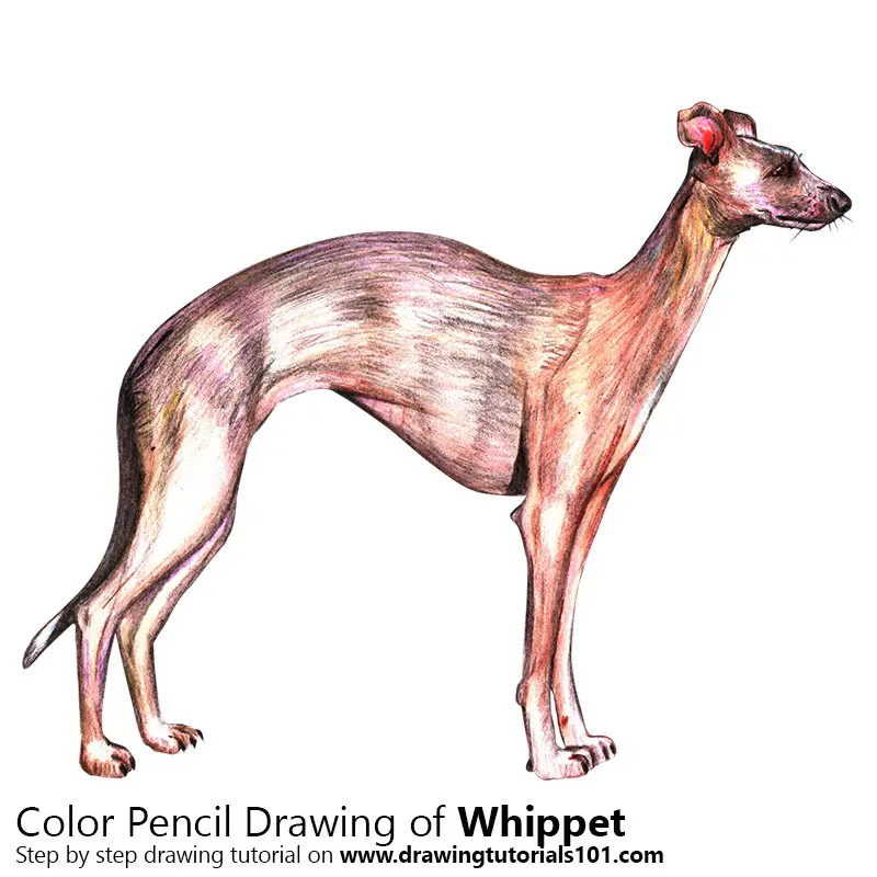 Whippet Color Pencil Drawing