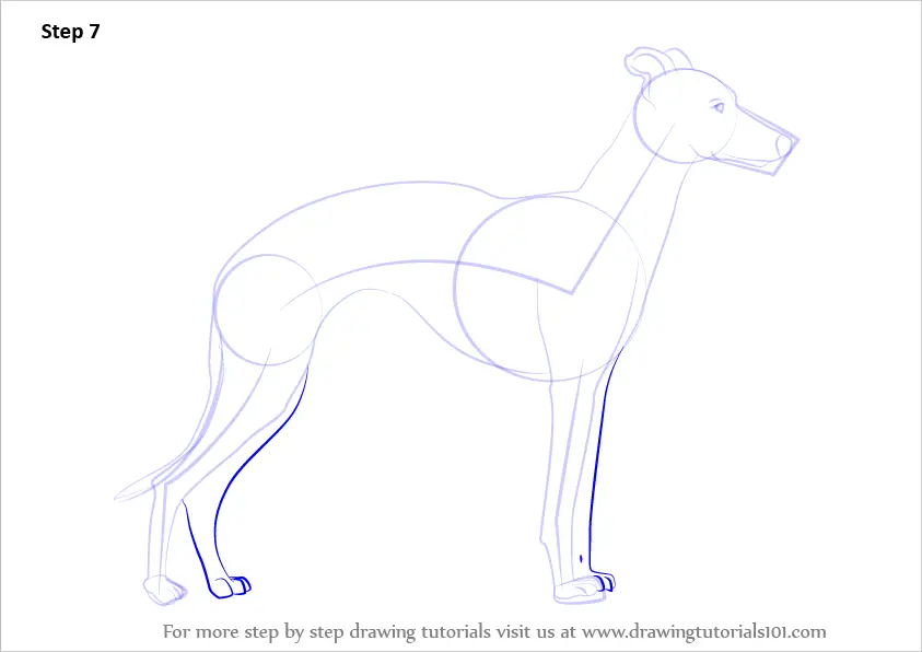 Learn How to Draw a Whippet (Dogs) Step by Step : Drawing Tutorials