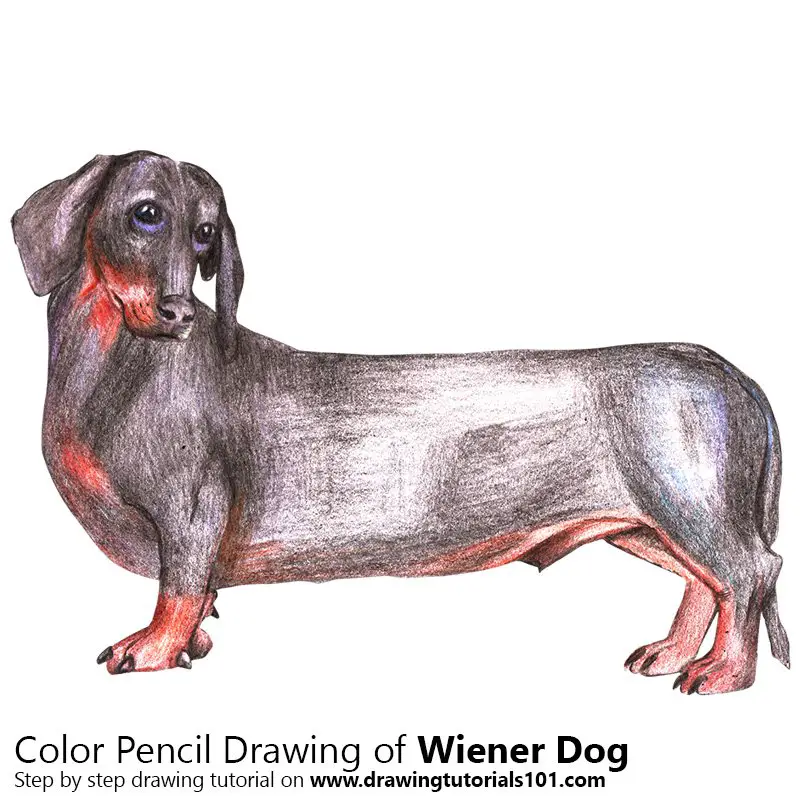 Wiener Dog Color Pencil Drawing