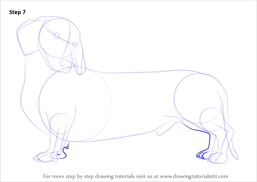 Learn How to Draw a Wiener Dog (Dogs) Step by Step Drawing Tutorials