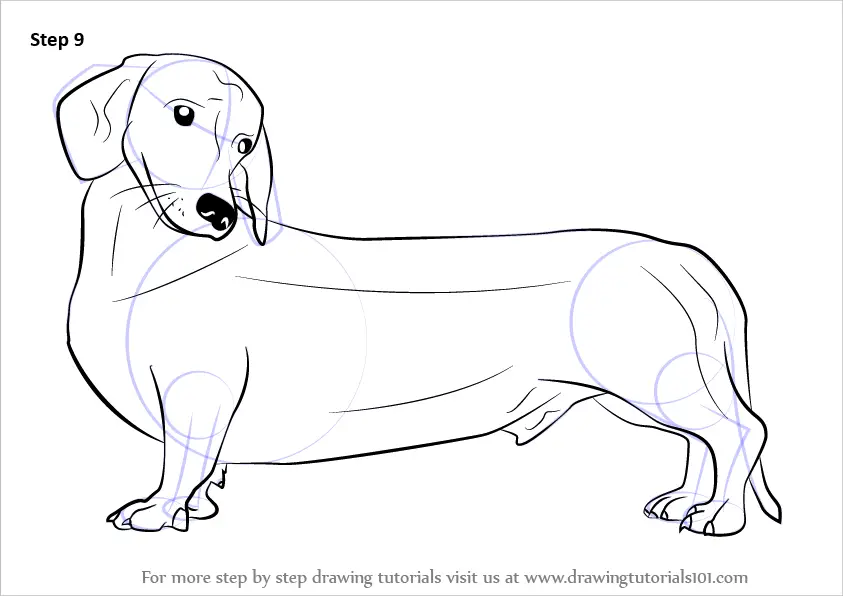 Learn How to Draw a Wiener Dog (Dogs) Step by Step : Drawing Tutorials