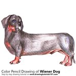 Learn How to Draw a Dalmatian Dog (Dogs) Step by Step : Drawing Tutorials