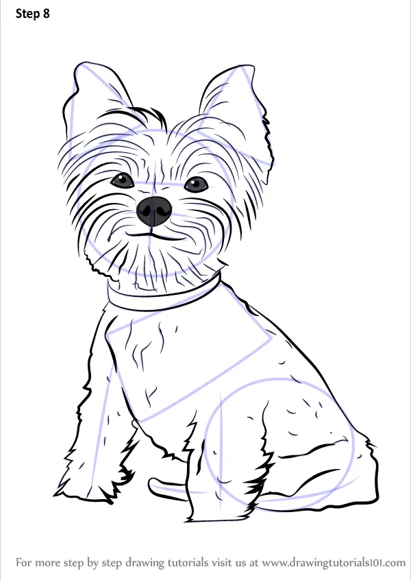 Learn How to Draw Yorkie Puppy Dogs Step by Step Drawing Tutorials