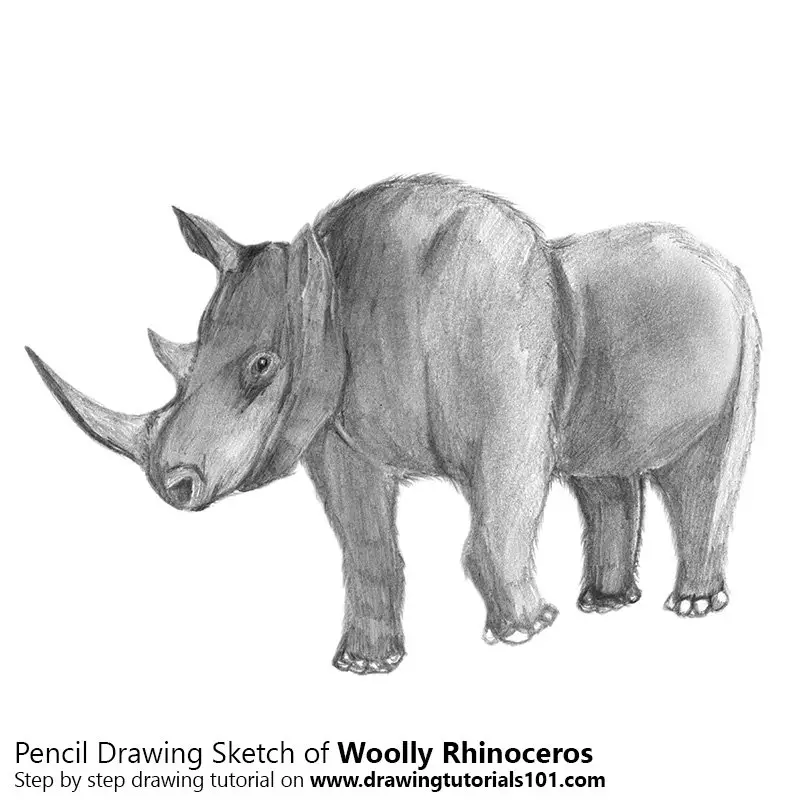 Pencil Sketch of Woolly Rhinoceros - Pencil Drawing