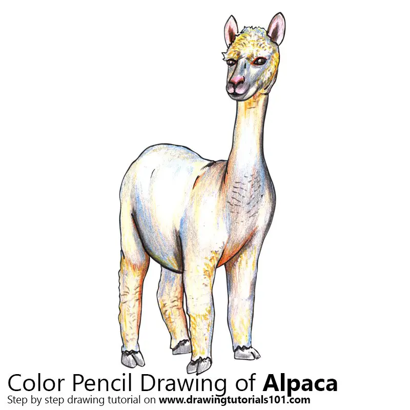Alpaca Color Pencil Drawing