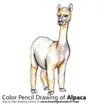 How to Draw a Alpaca