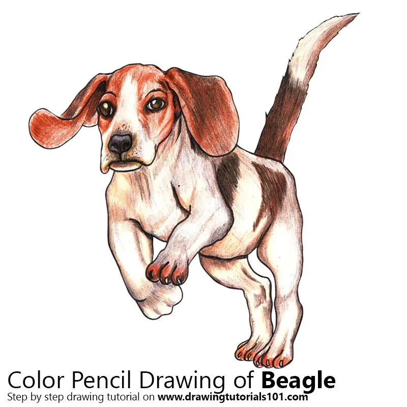Beagle Color Pencil Drawing