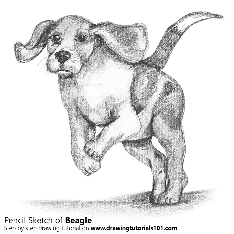 Pencil Sketch of Beagle - Pencil Drawing
