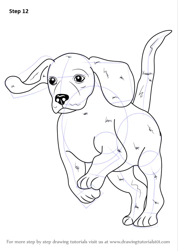 Learn How to Draw a Beagle (Farm Animals) Step by Step Drawing Tutorials