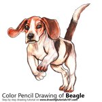 How to Draw a Beagle