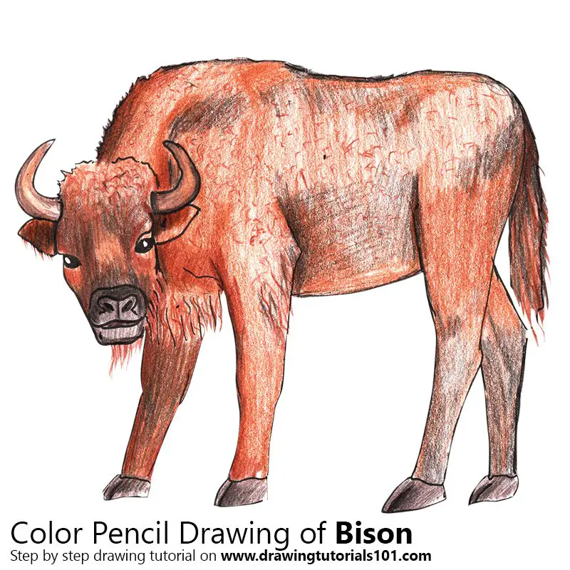 Bison Color Pencil Drawing