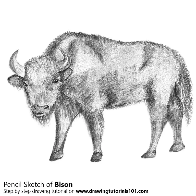 Pencil Sketch of Bison - Pencil Drawing