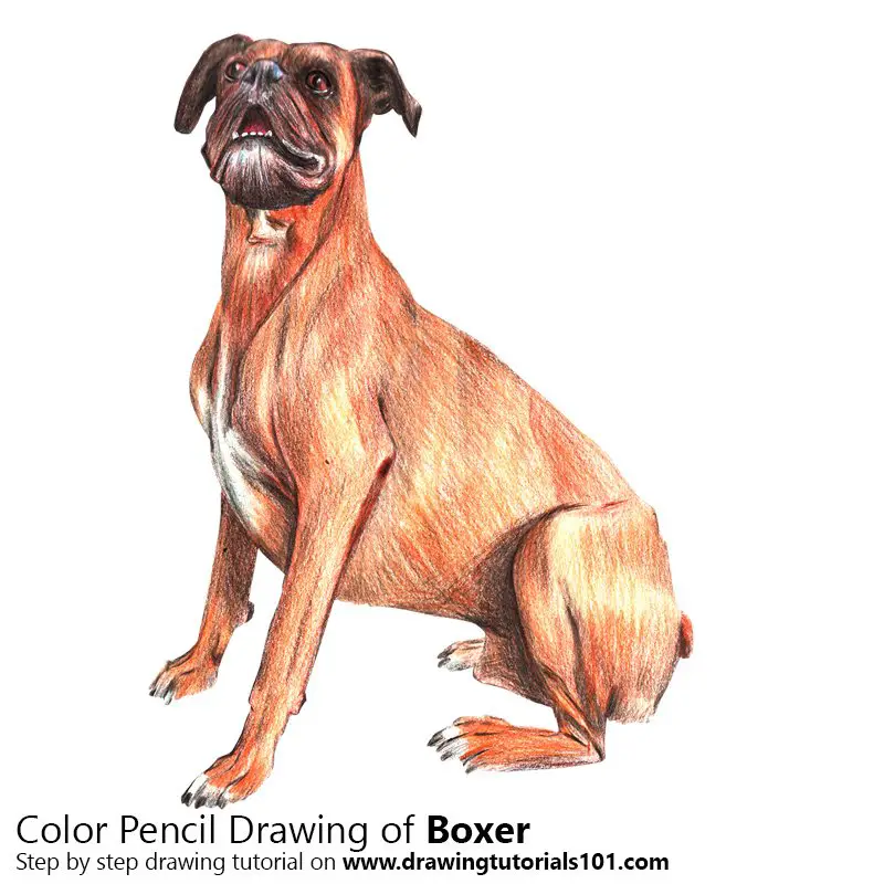 Boxer Dog Color Pencil Drawing