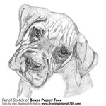 How to Draw Boxer Puppy Face