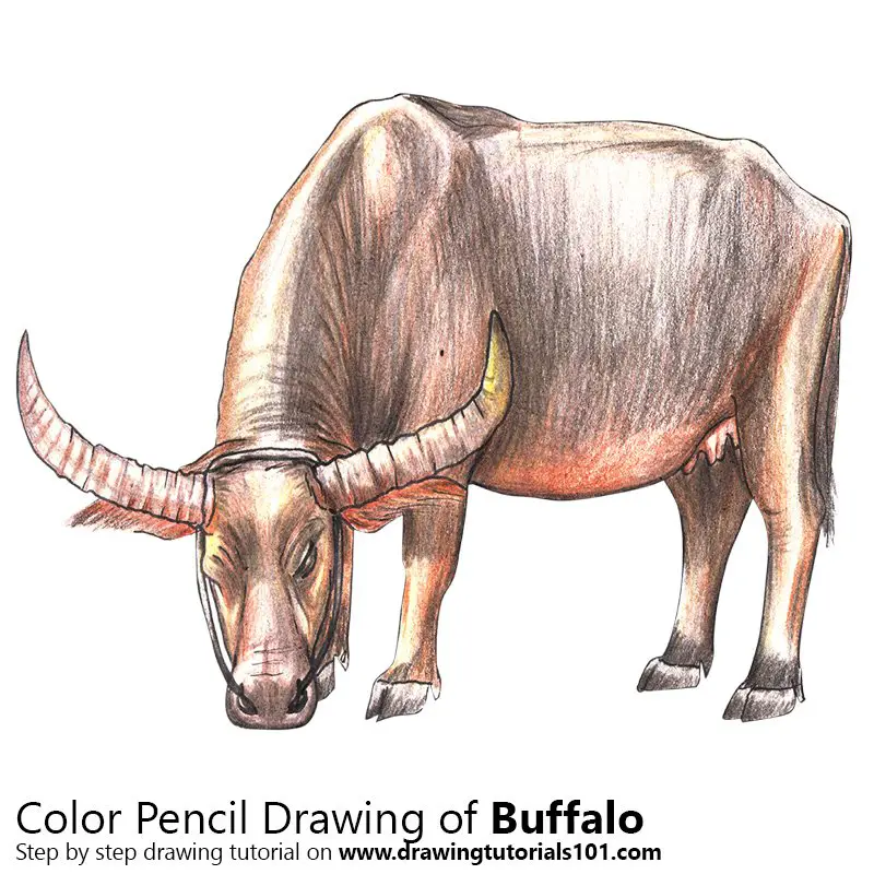 Buffalo Color Pencil Drawing