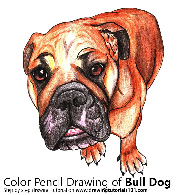 Bull Dog Color Pencil Drawing