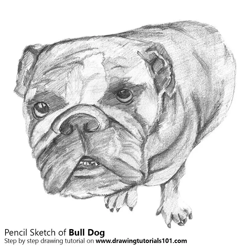 Pencil Sketch of Bull Dog - Pencil Drawing