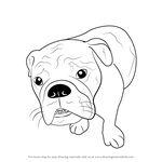 How to Draw a Bull Dog