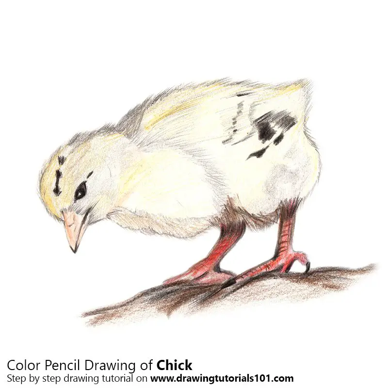 Chick Color Pencil Drawing