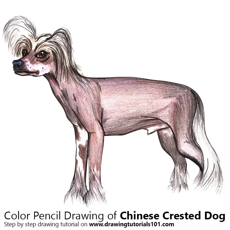 Chinese Crested Dog Color Pencil Drawing