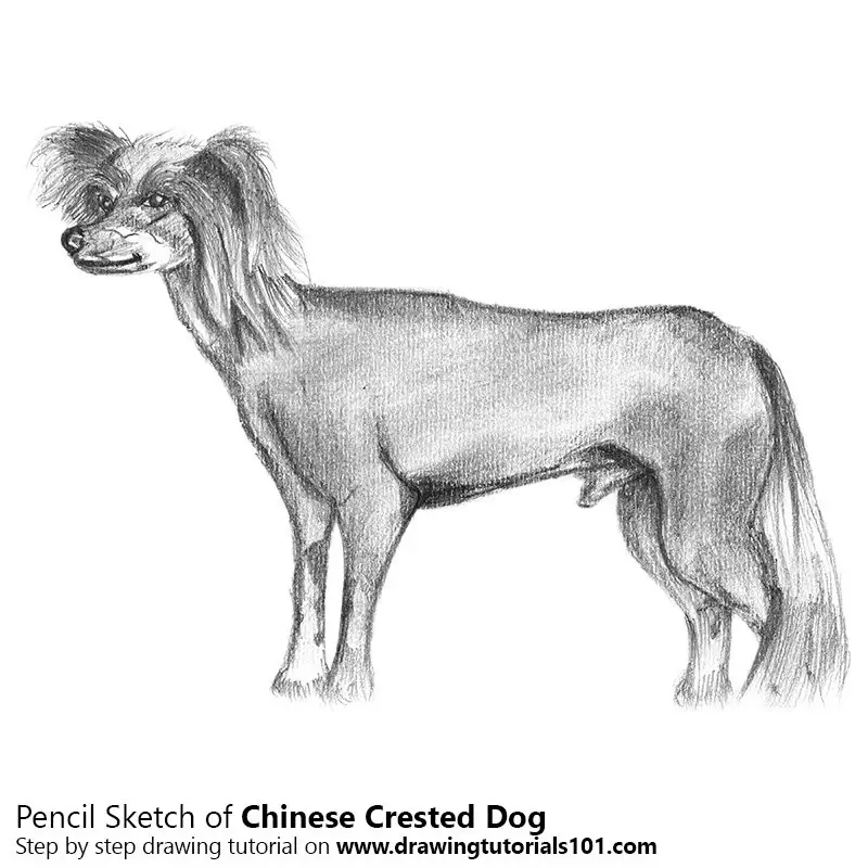 Pencil Sketch of Chinese Crested Dog - Pencil Drawing