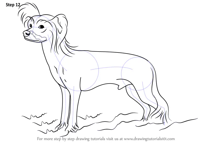 Китайская хохлатая собака рисунок карандашом