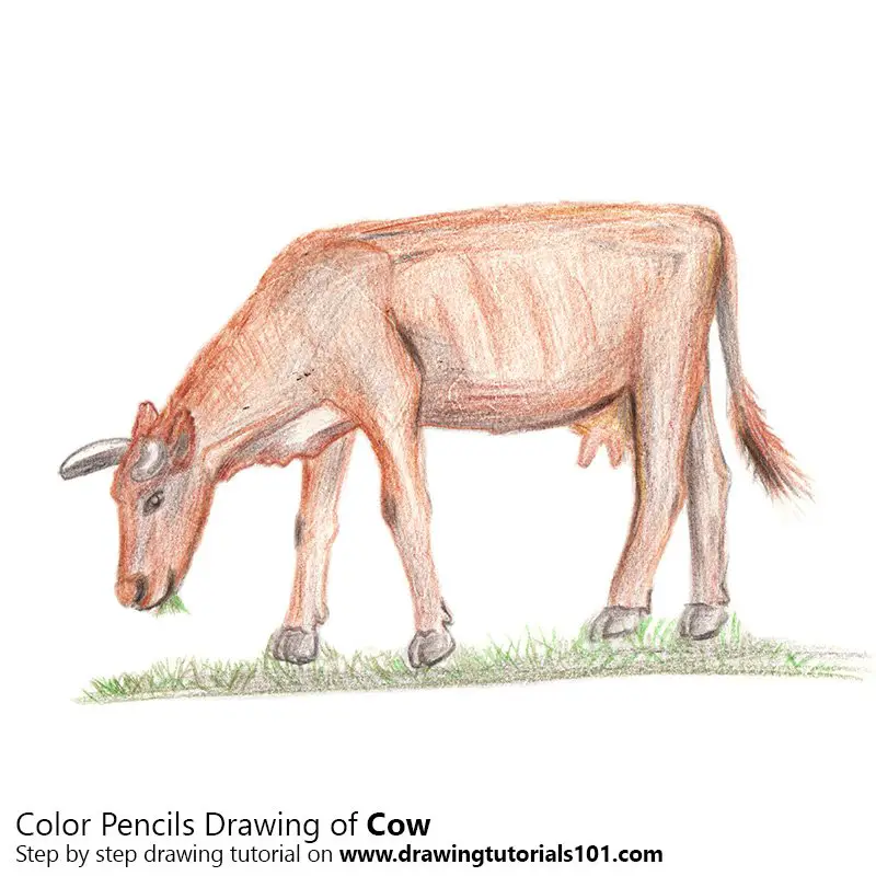 Cow Color Pencil Drawing