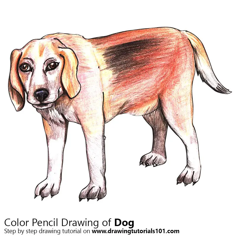 Dog Colored Pencils - Drawing Dog with Color Pencils :  