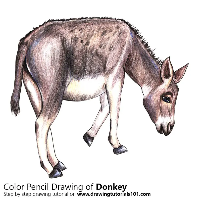 Donkey Color Pencil Drawing