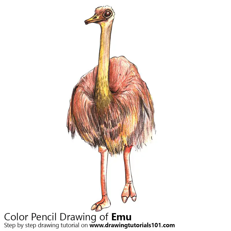 Emu Color Pencil Drawing