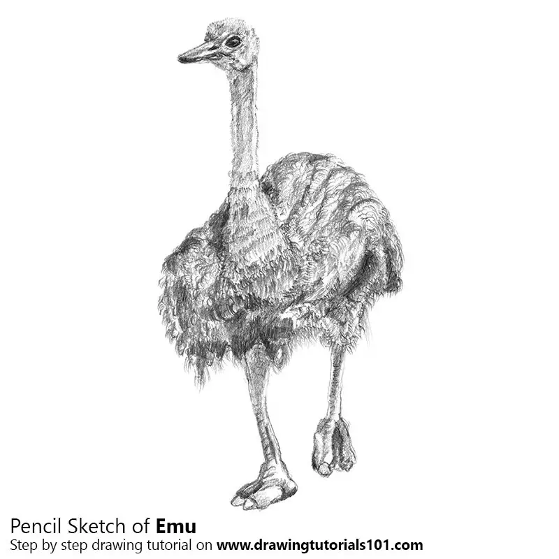Pencil Sketch of Emu - Pencil Drawing