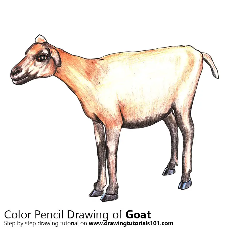 Goat Color Pencil Drawing