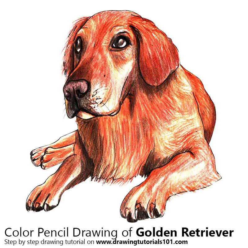 Golden Retriever Color Pencil Drawing