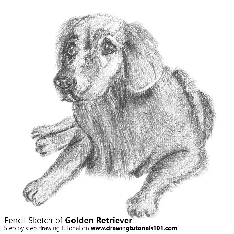 Pencil Sketch of Golden Retriever - Pencil Drawing