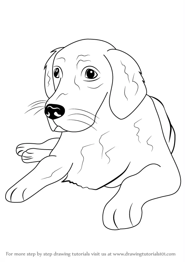 Step by Step How to Draw a Golden Retriever
