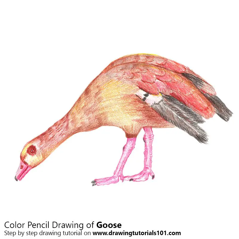 Goose Color Pencil Drawing